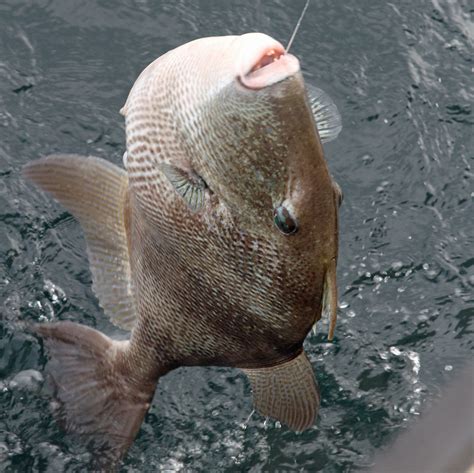 Gulf of Mexico Gray Triggerfish .